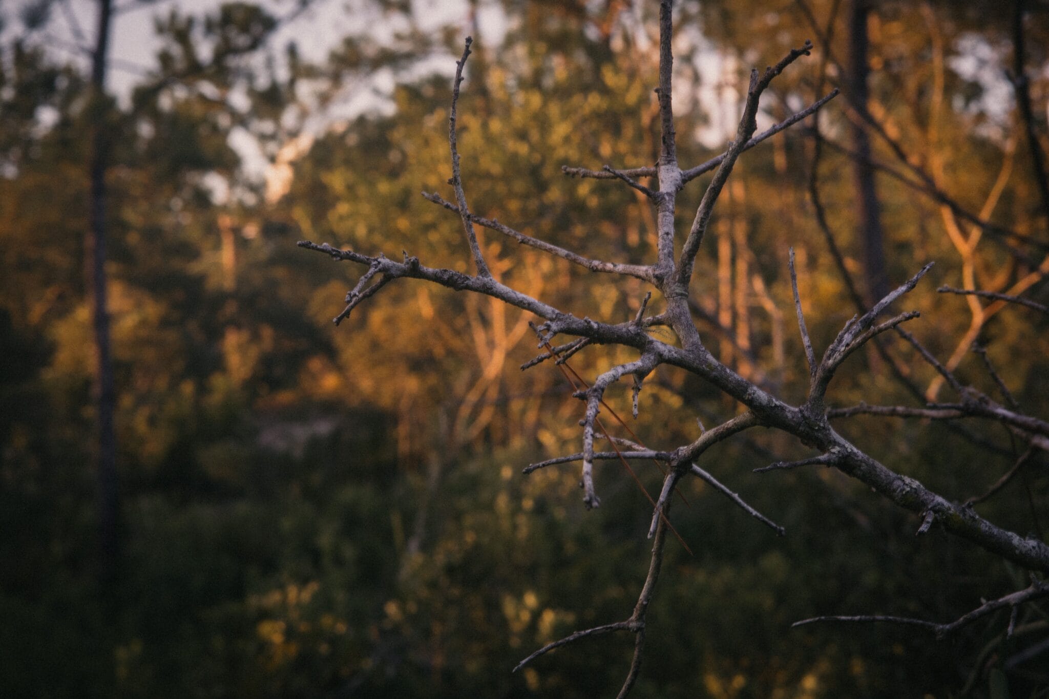 Forest For No Direction Known